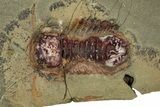 Symphysurus Trilobites With Preserved Antennae - Pos/Neg #359407-1